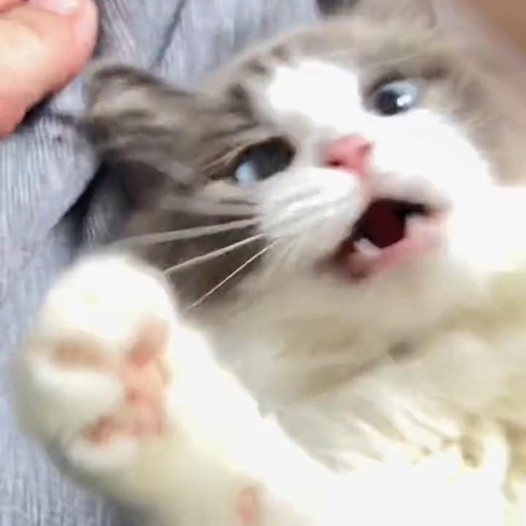 六崽