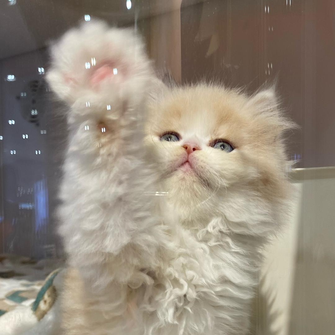 猫咪的铲屎官