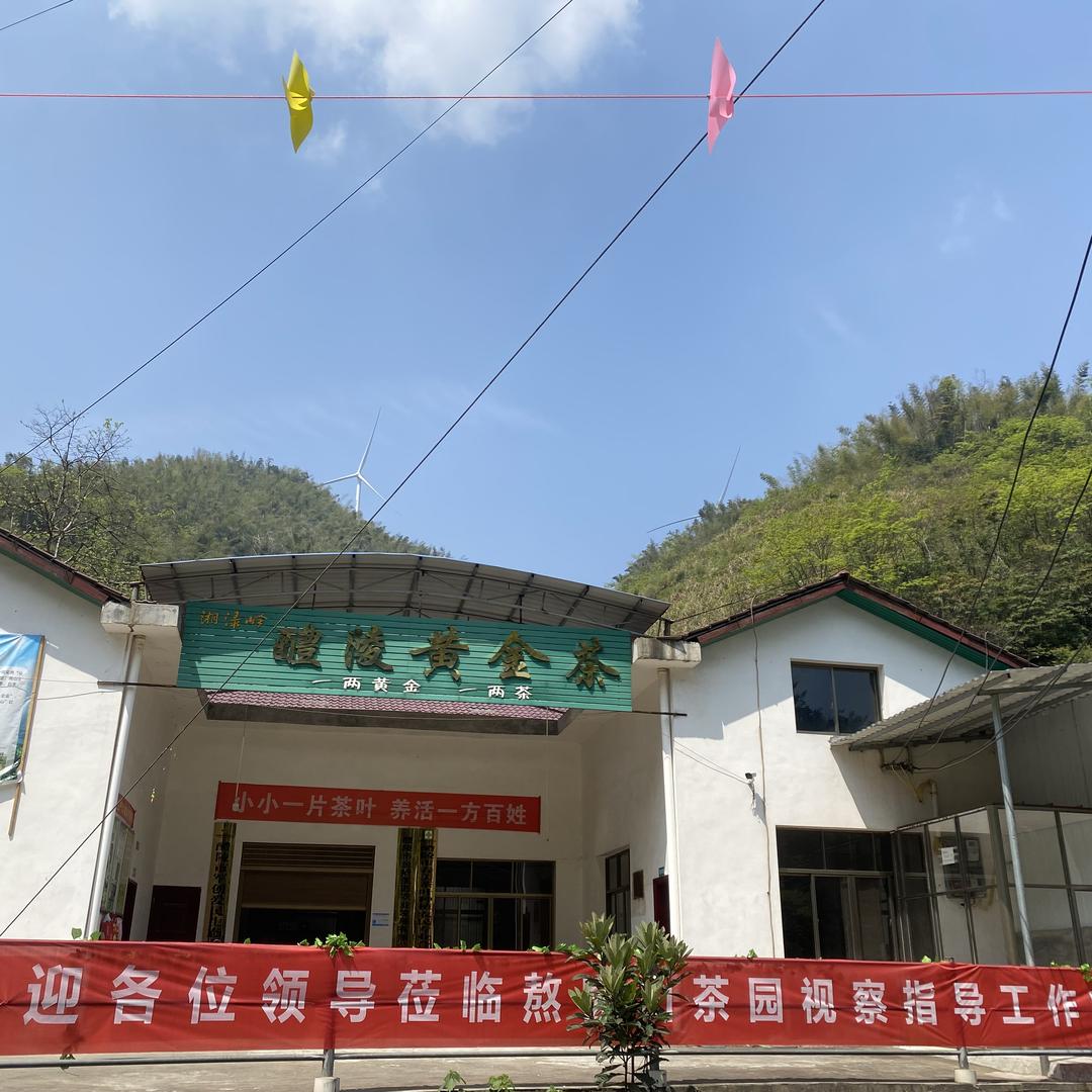 醴陵黄金茶