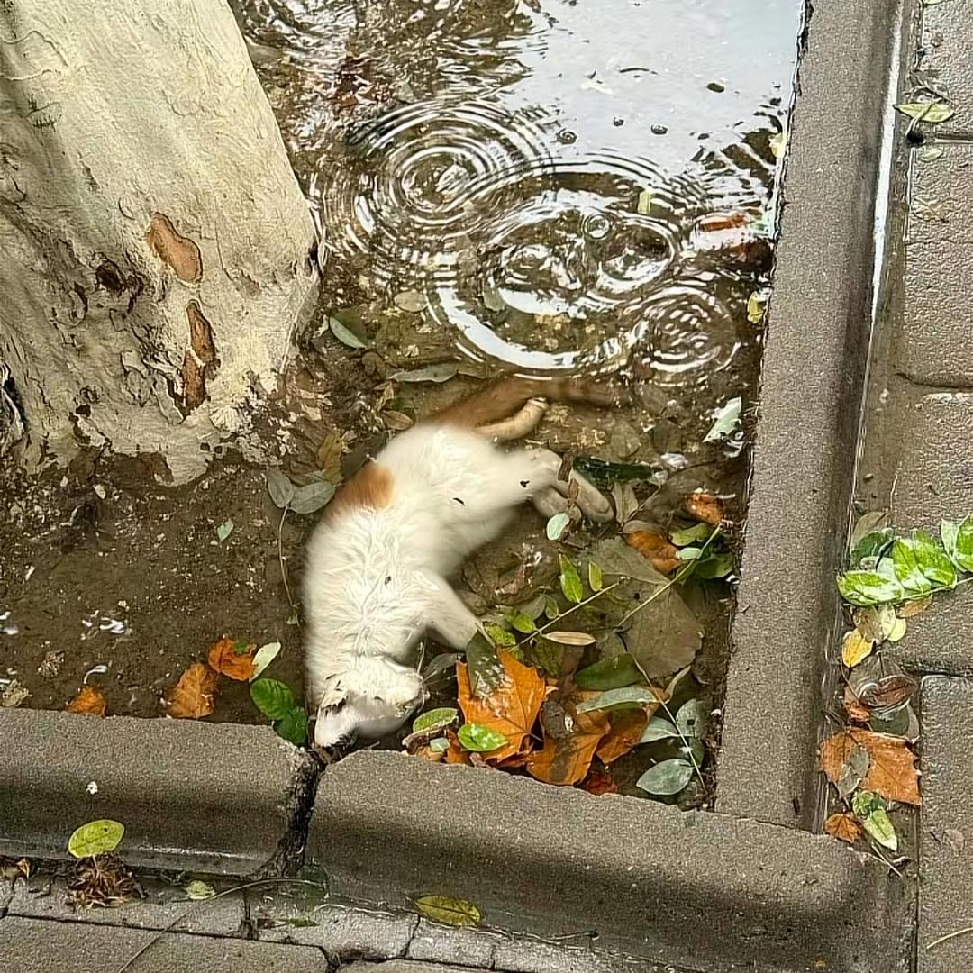 喝完旺仔发神经