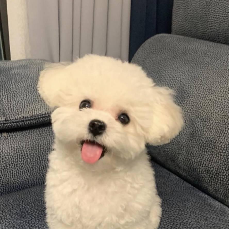大哲