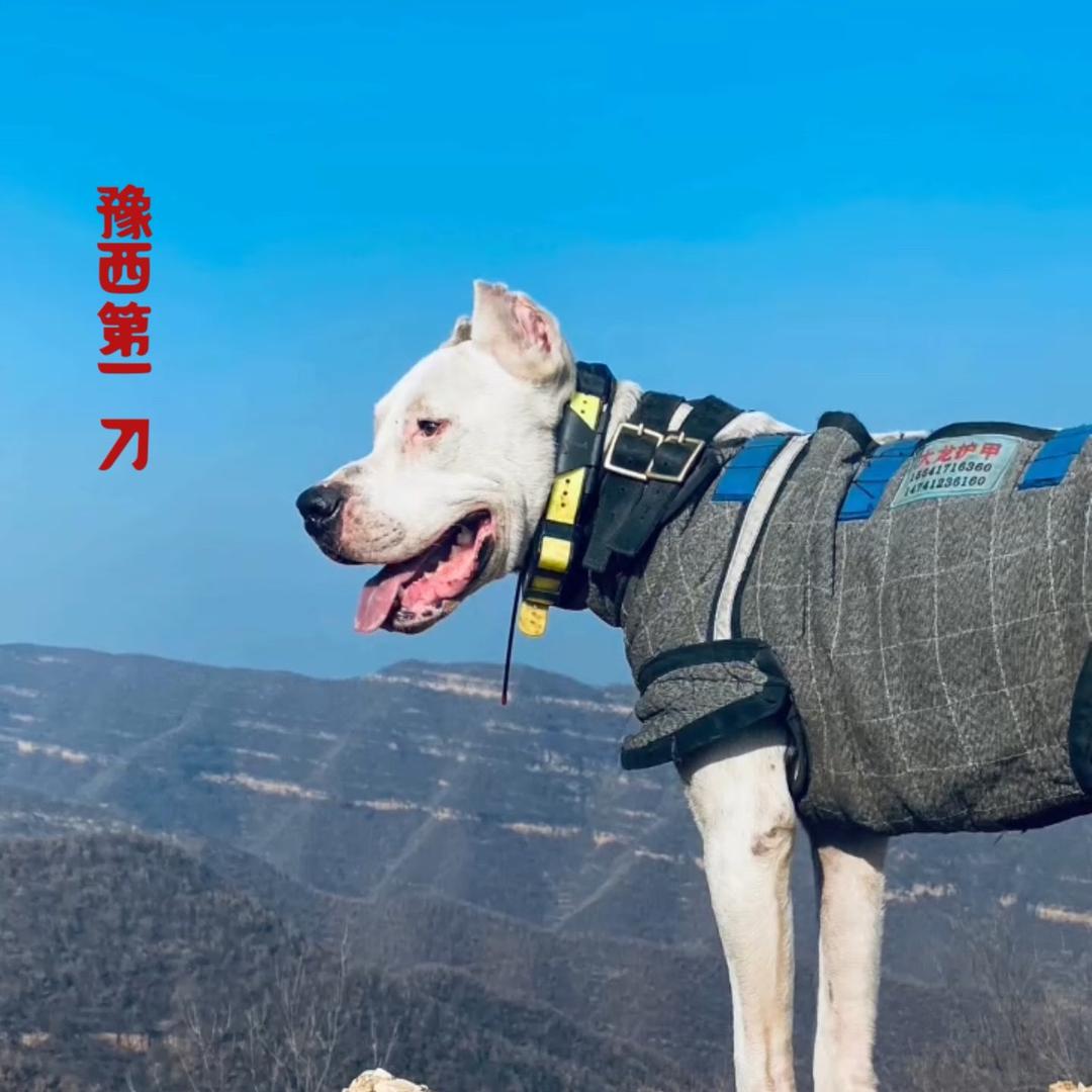 豫西第一刀（刘七八）