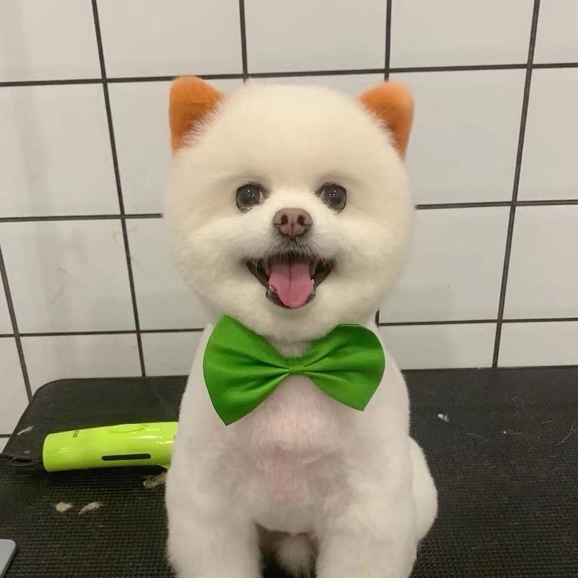 忠华萌宠生活馆客服