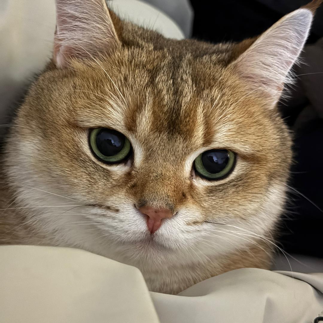 焦糖熊猫