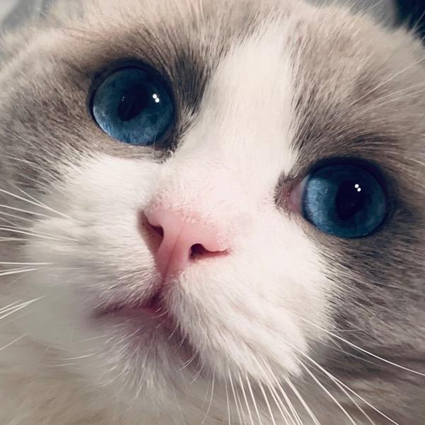 🐈比比宝