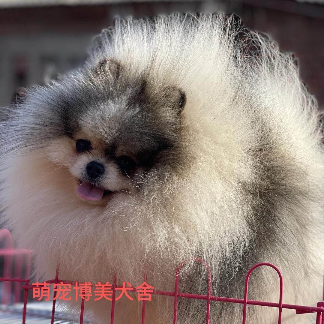 萌宠博美精选