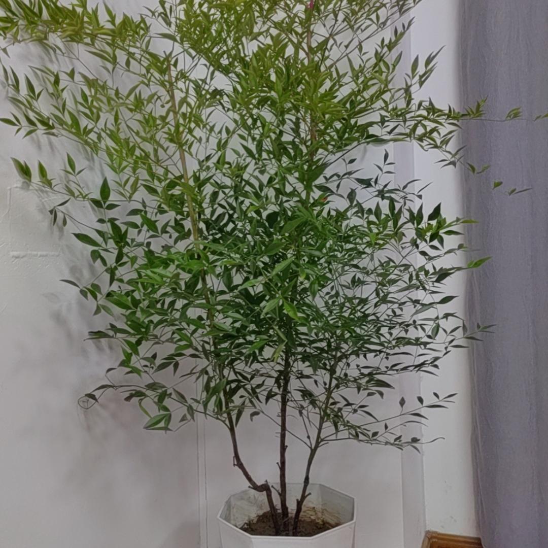 柏林花艺
