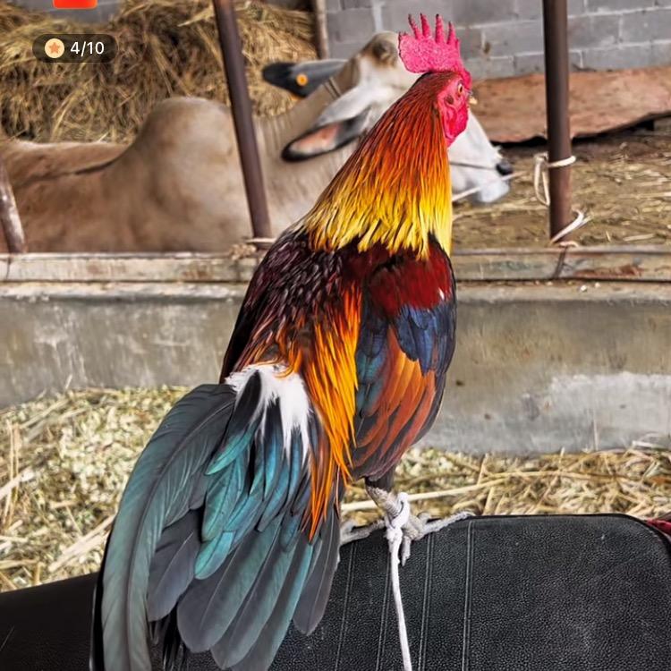 茶花🌸鸡🐔