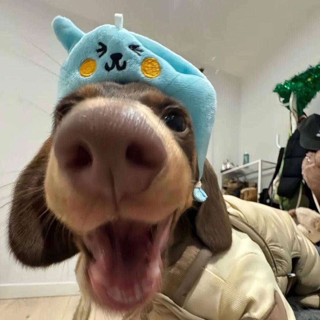 🥥丁丁好饿.🍃