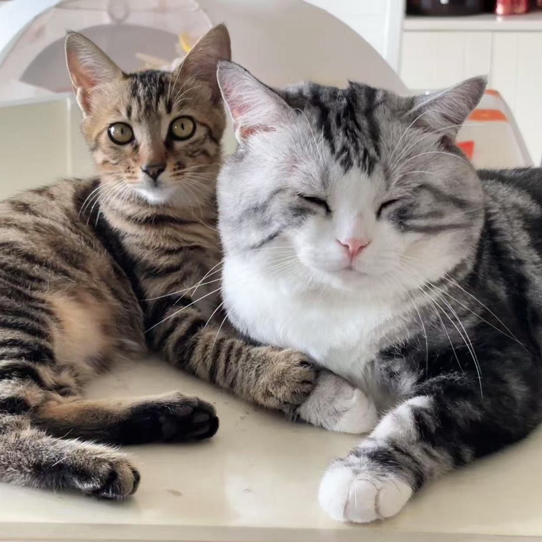 晚安猫（火影忍者）