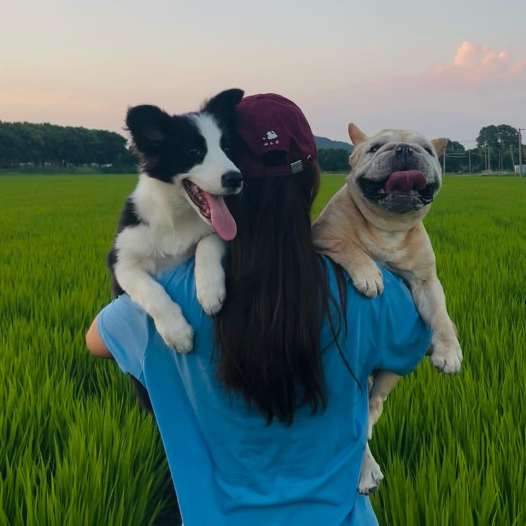 一头花牛猪🐷