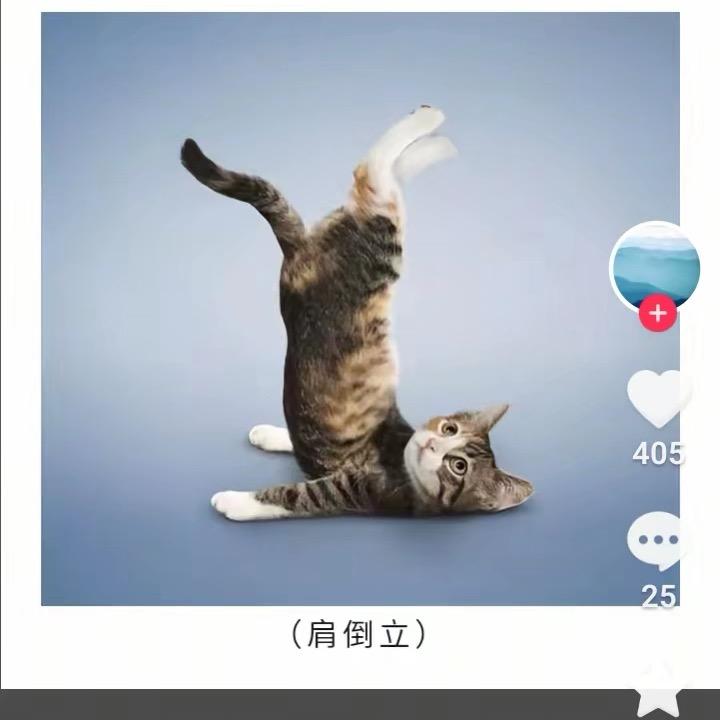 猫弟