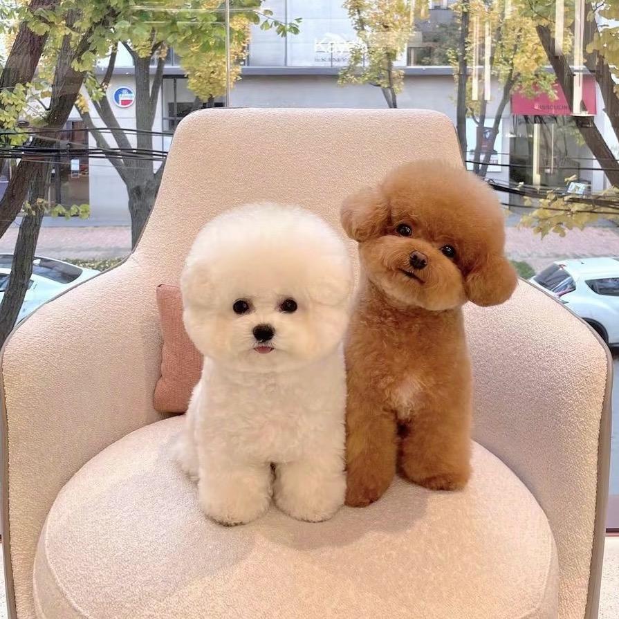 杨胖胖家博美 比熊 泰迪熊