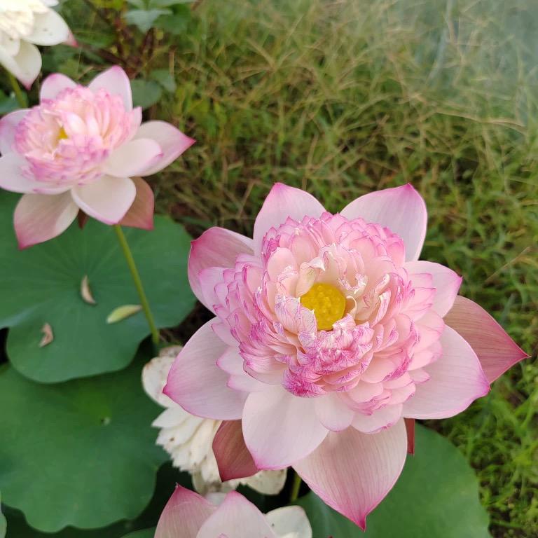 丽景花卉1