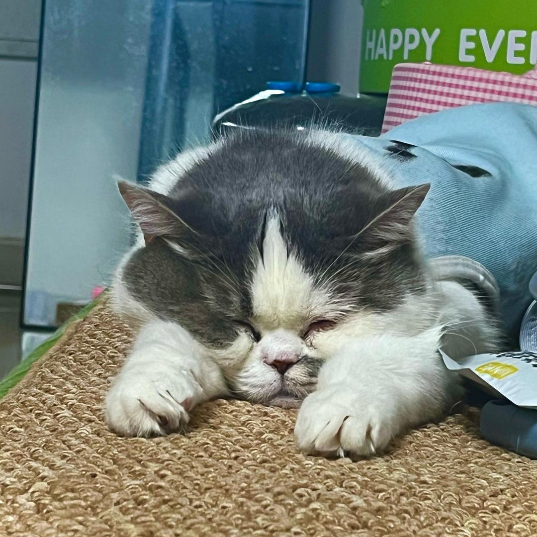 是菠萝咪呀🐱🐱🐱