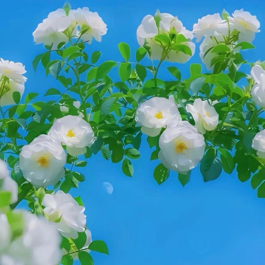 拾荧光