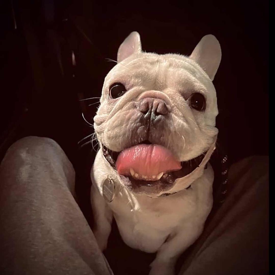 豆干苕皮折耳根