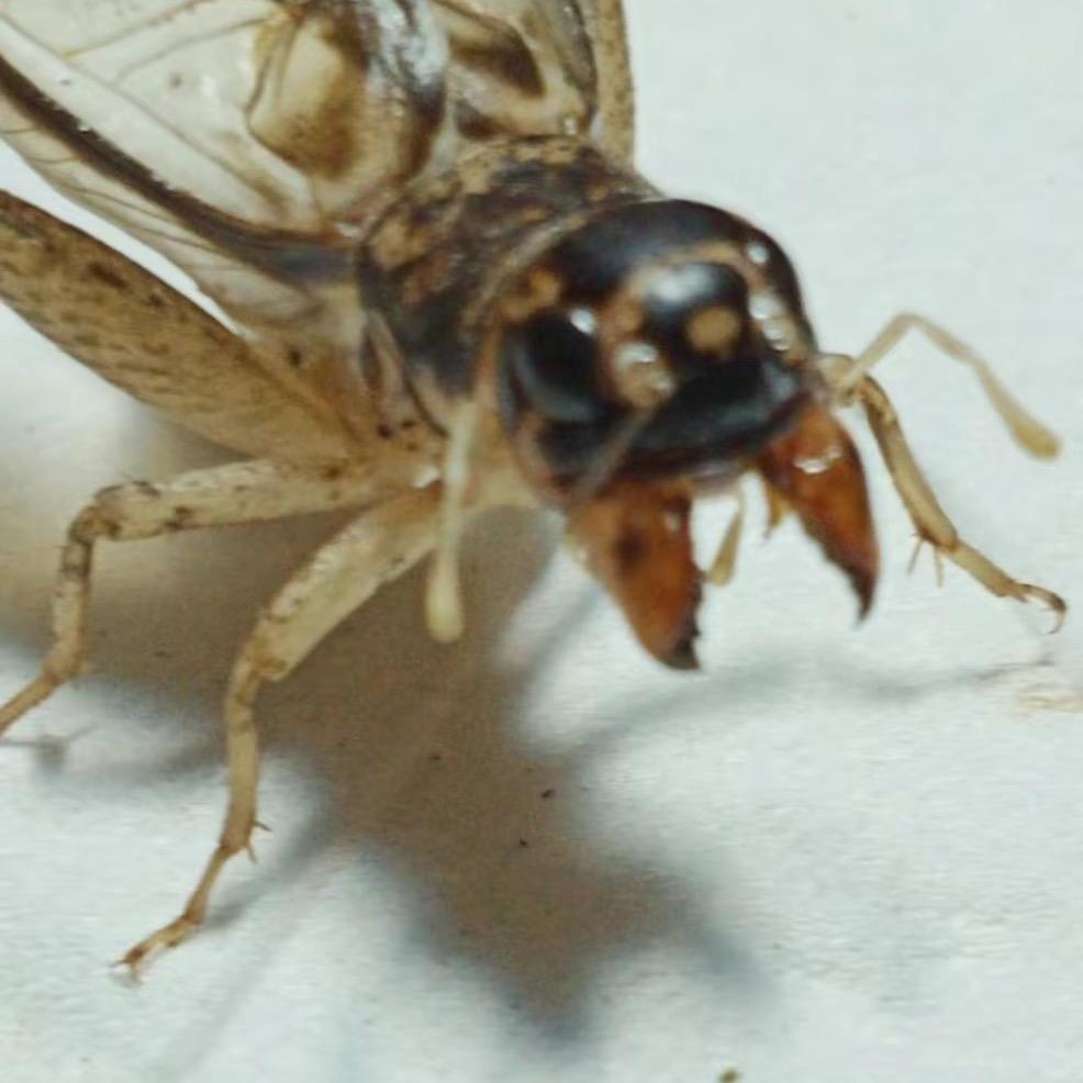 河南蛐蛐🦗🦗