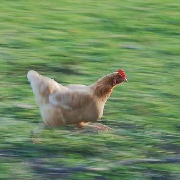 🥚土鸡蛋歹购王姐