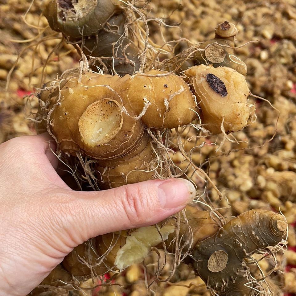 严人杰黄精苗药材种植技术推广