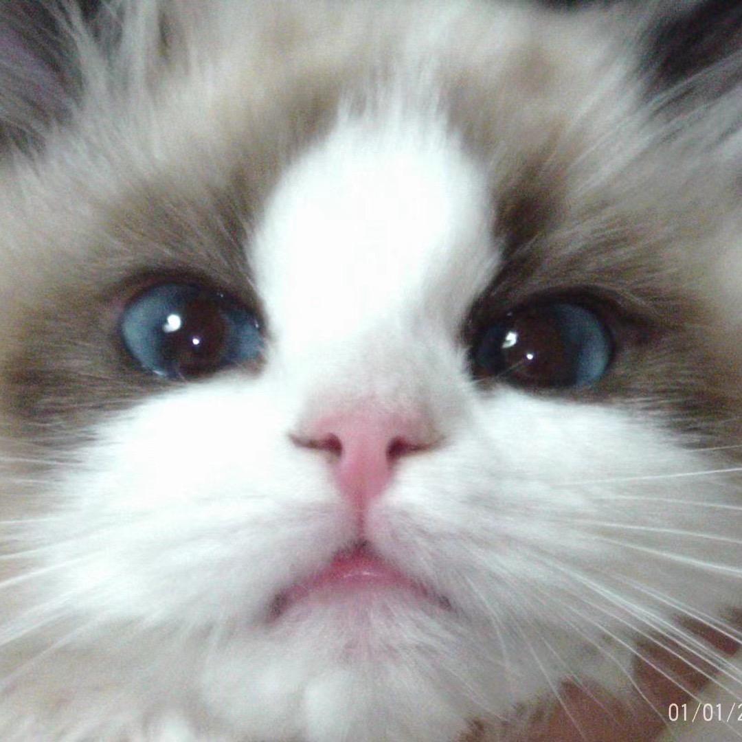 昆明cacao西森&布偶猫舍