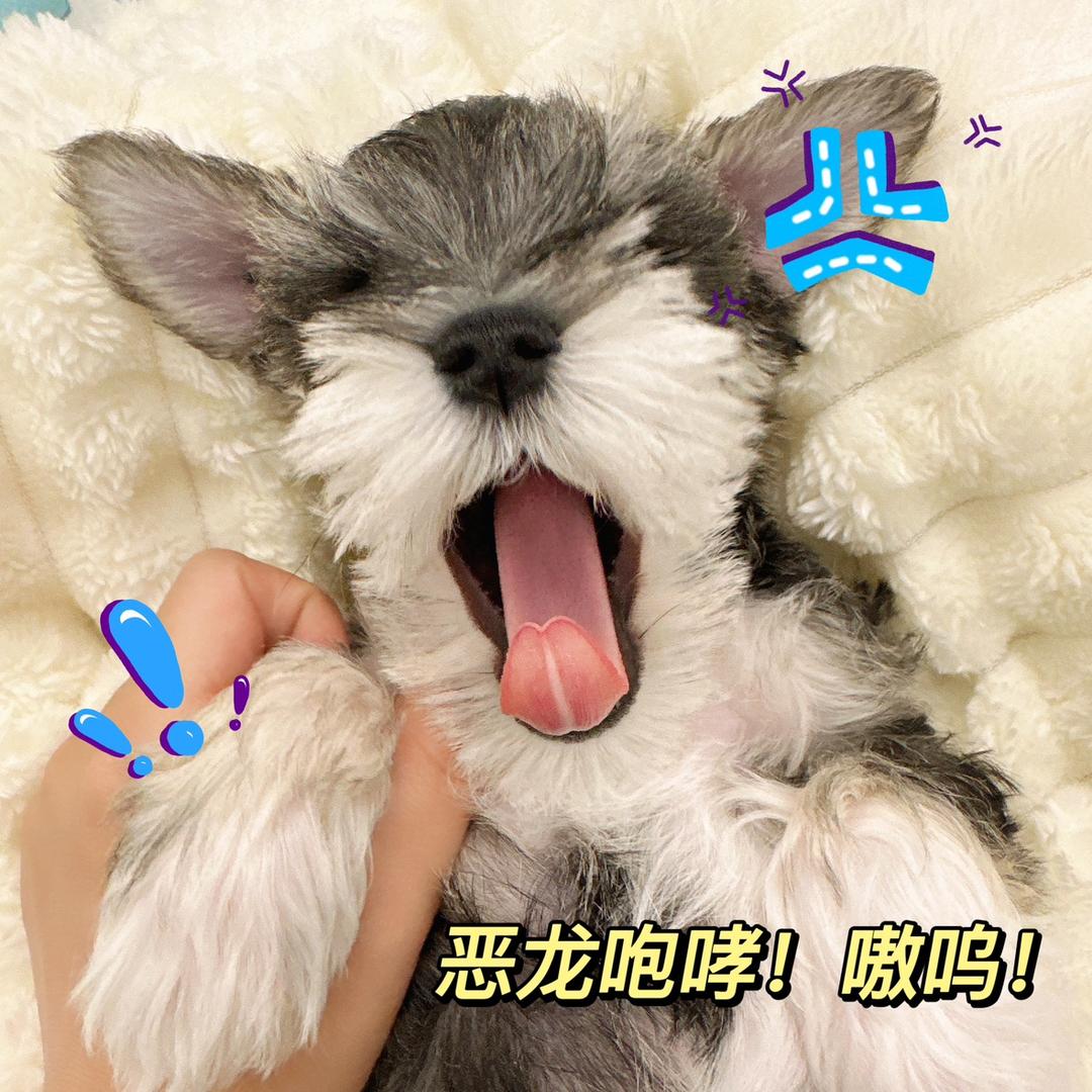 小小小麦🌾