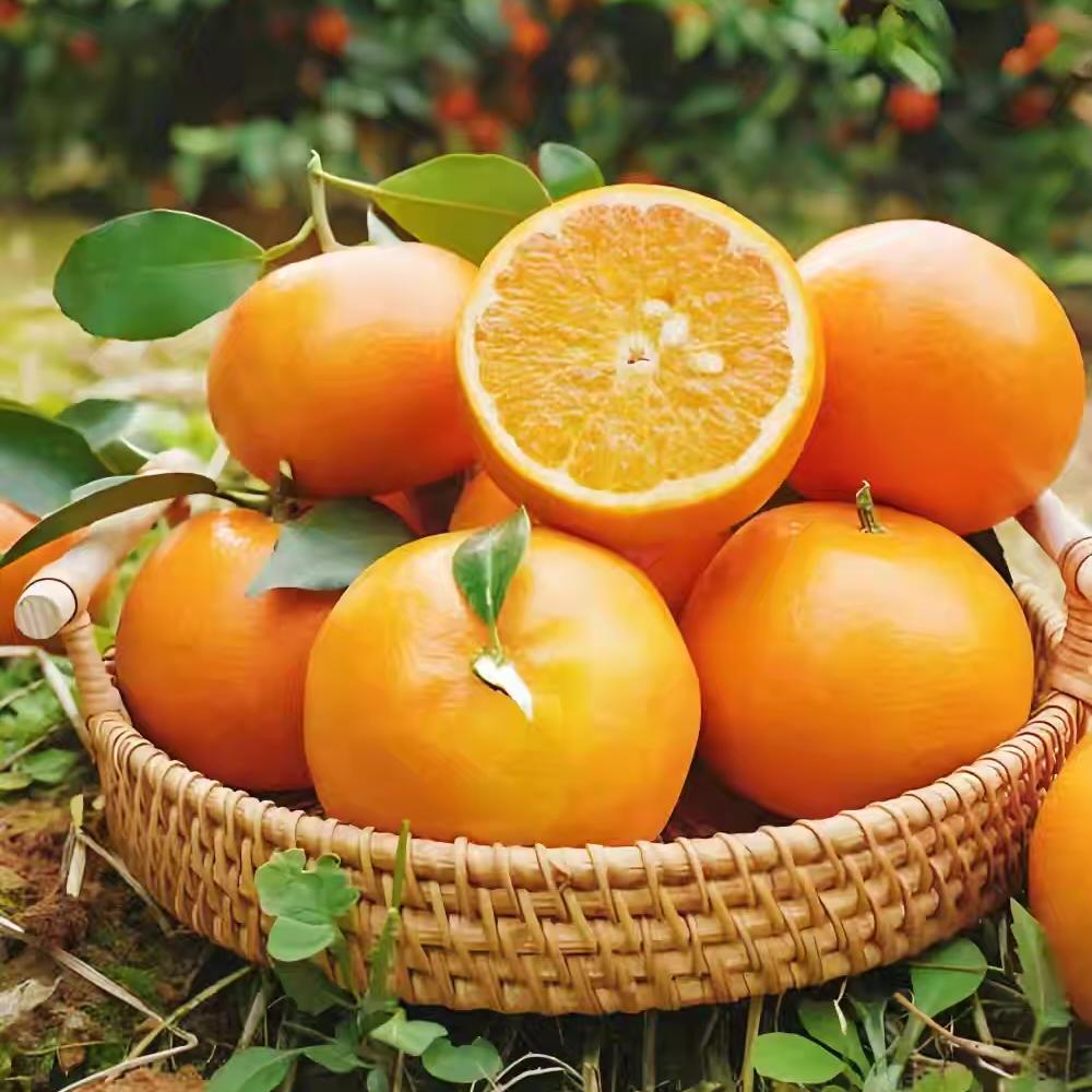 桂百鲜果园企业店