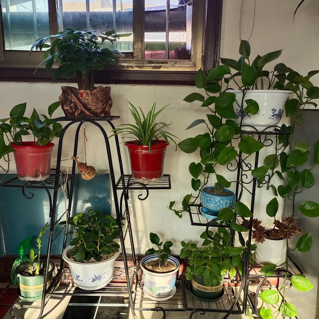 素心如月