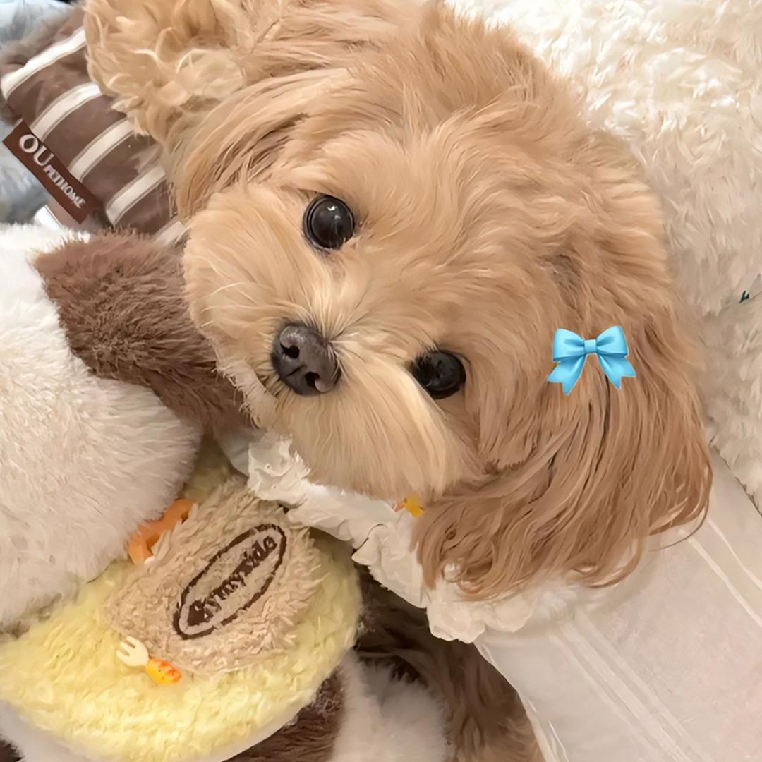 Yolo小麓 ·🦌