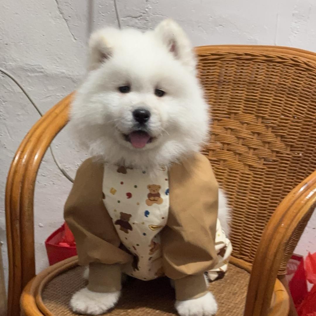 汤圆小狗