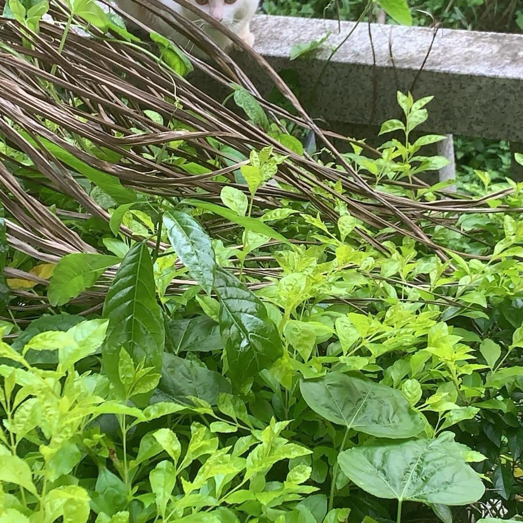 翠翠