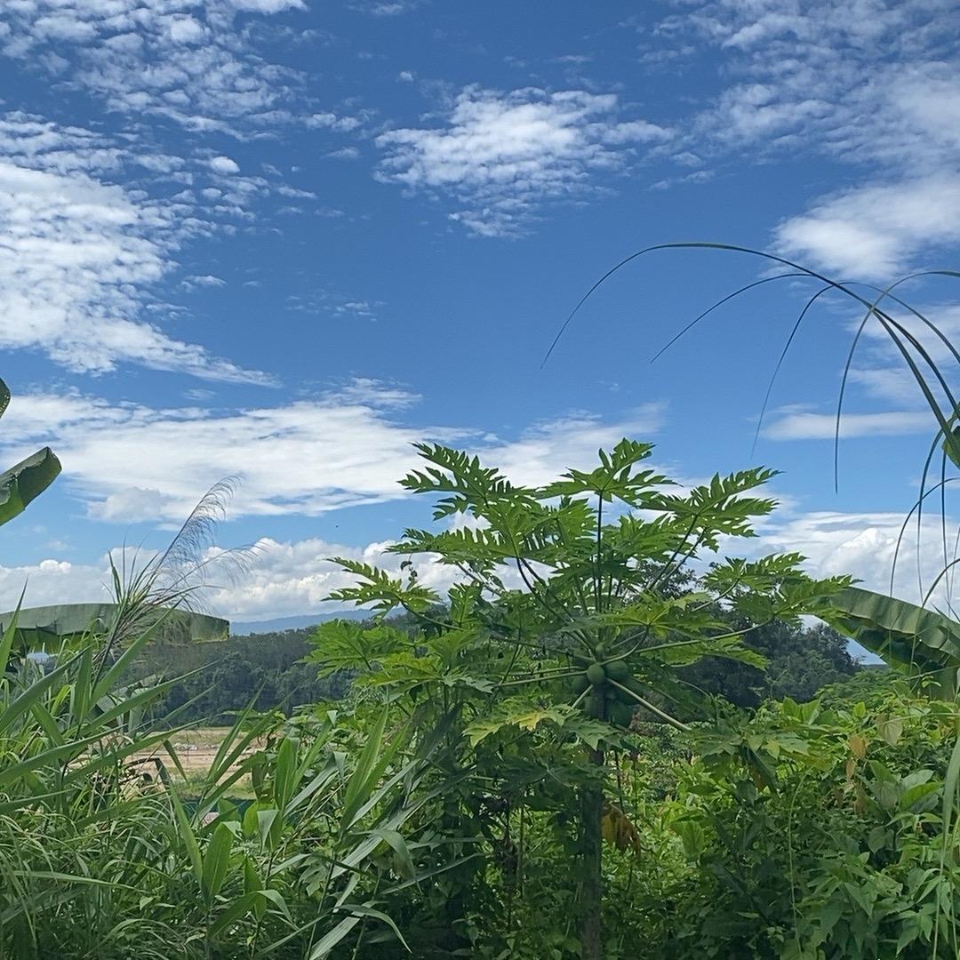 特好