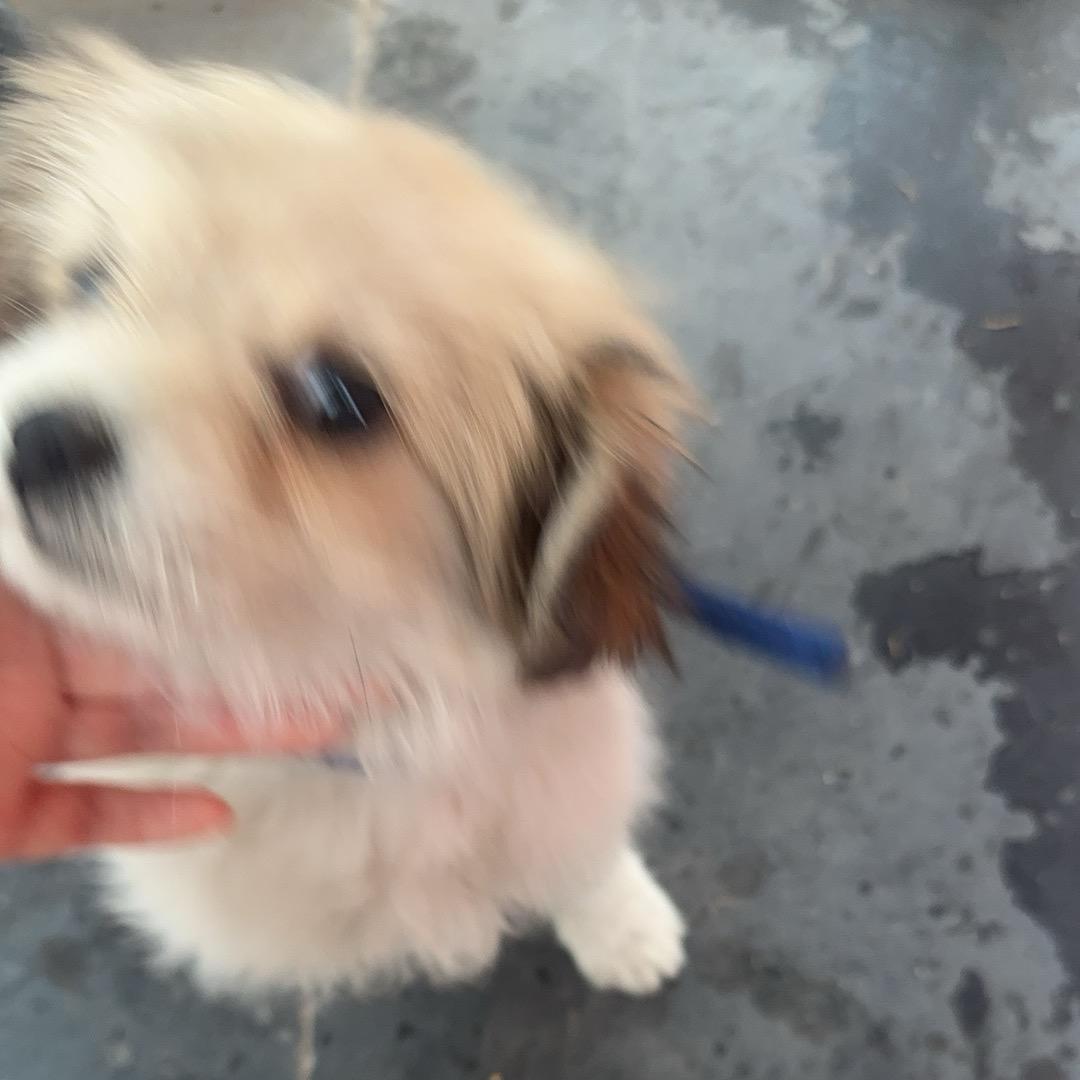 小旺汪 等 二十万人