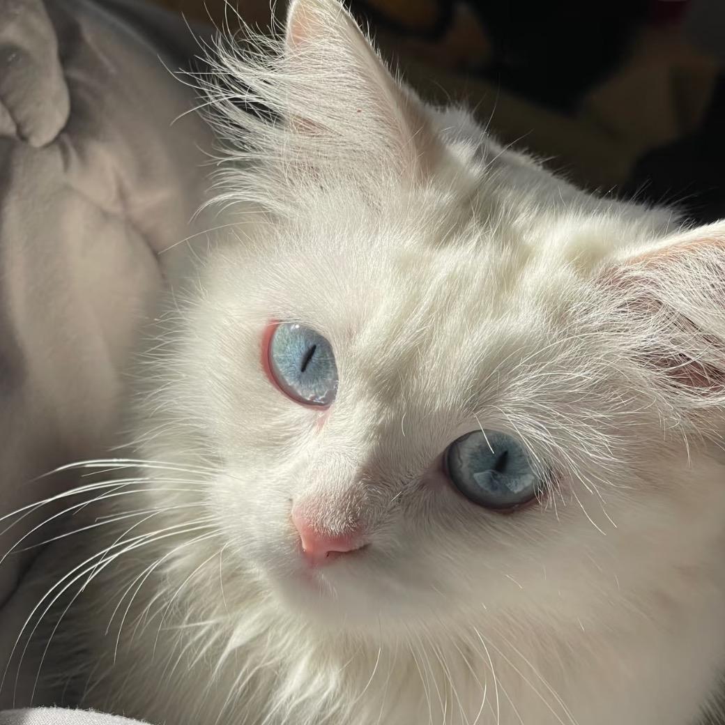 我的龙眼呢^