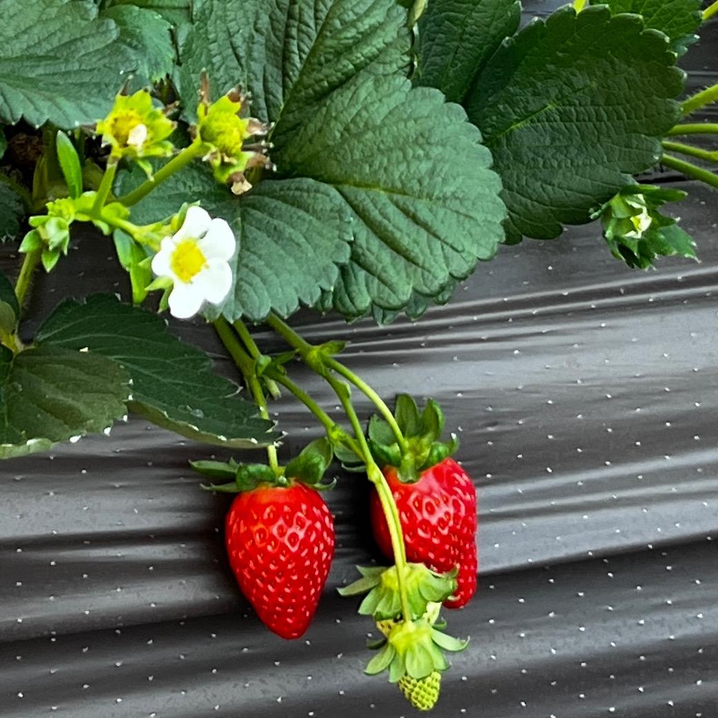 草莓界的二两母.