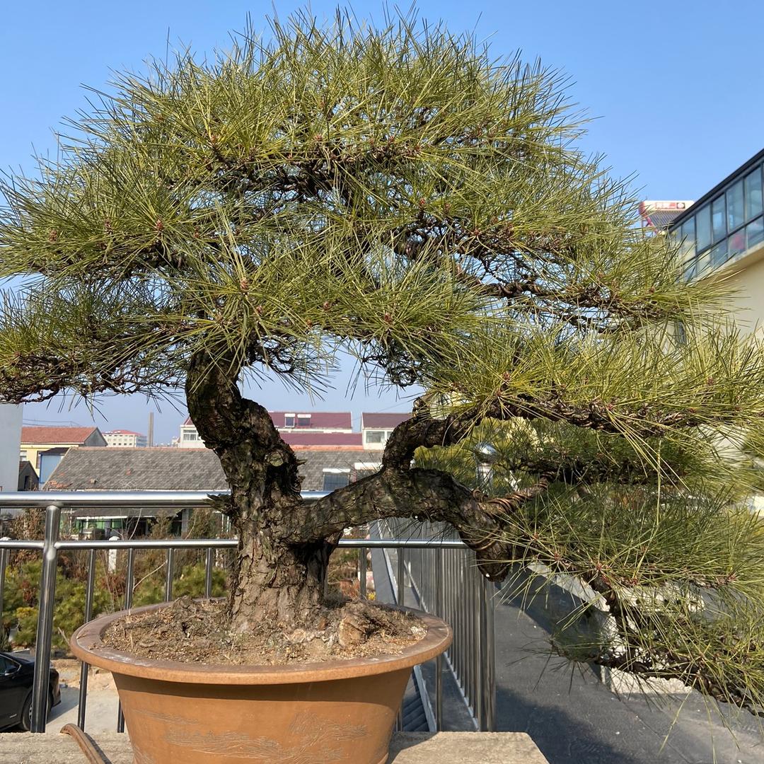 中和黑松园林（专做黑松，黄杨，济州真柏）
