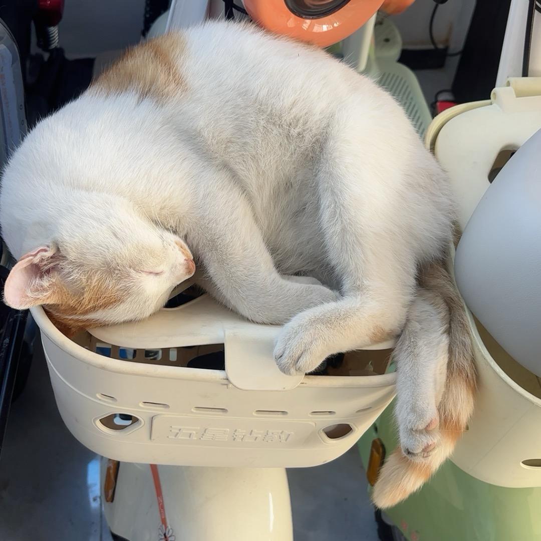 五星钻豹电动车(泰格公寓店）