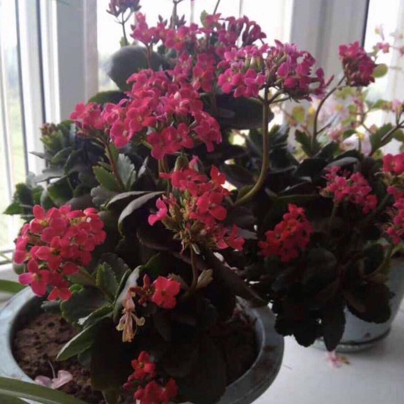 花开的季节
