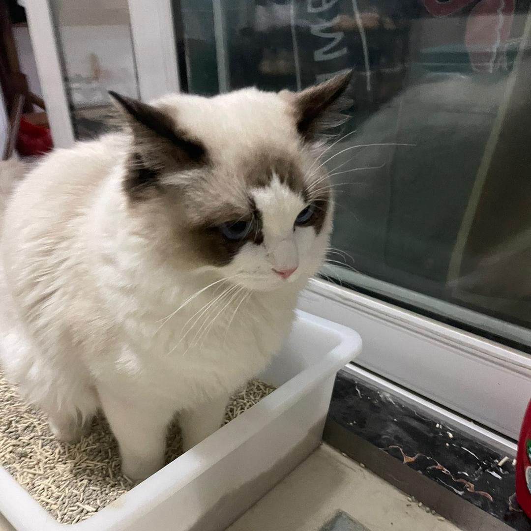 旺旺不爱喵喵叫