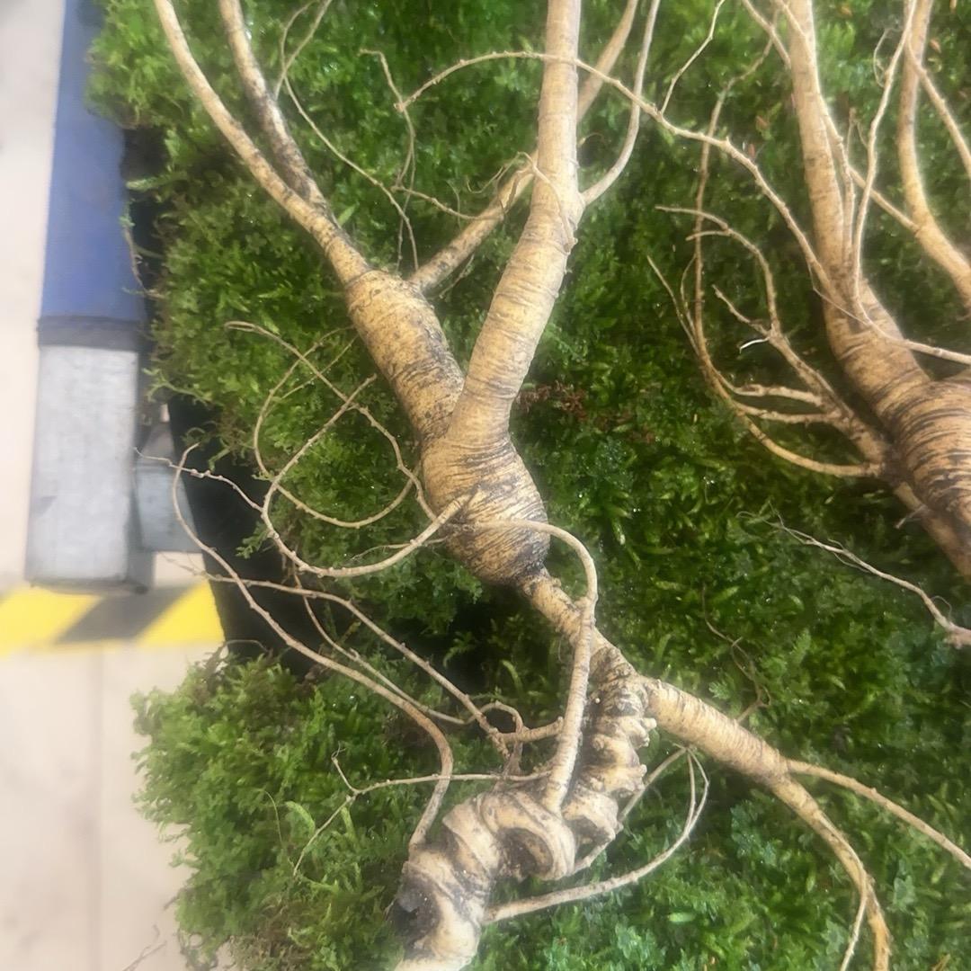 通化县经济开发区有道参行