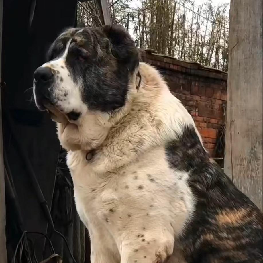 张哥养犬
