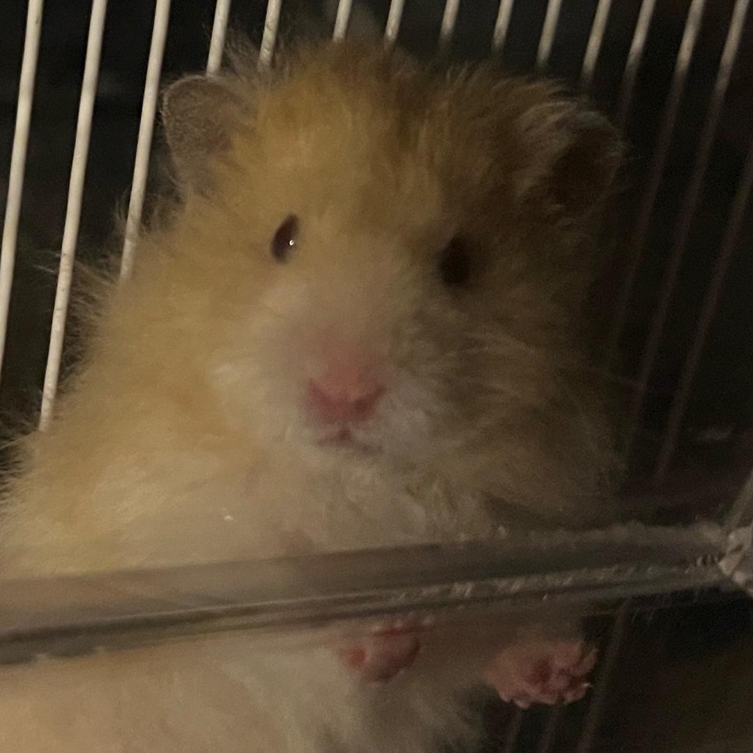 汤姆猫跑酷筑波：月月