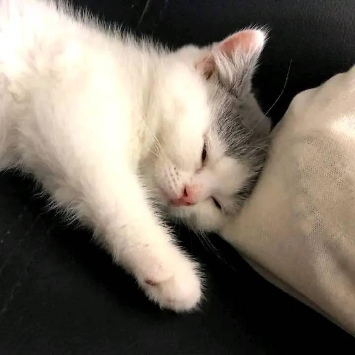 懒羊羊^_^