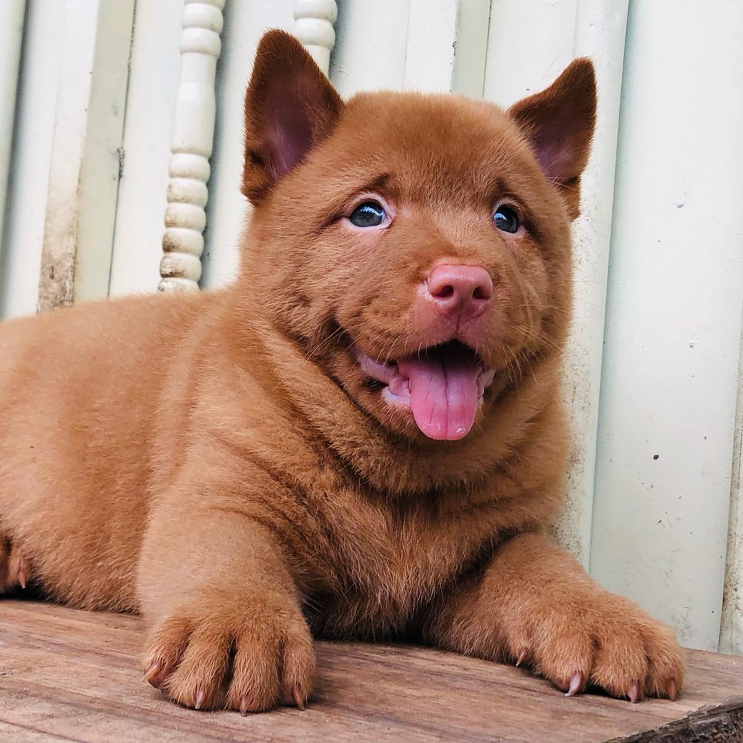 园旺田园犬
