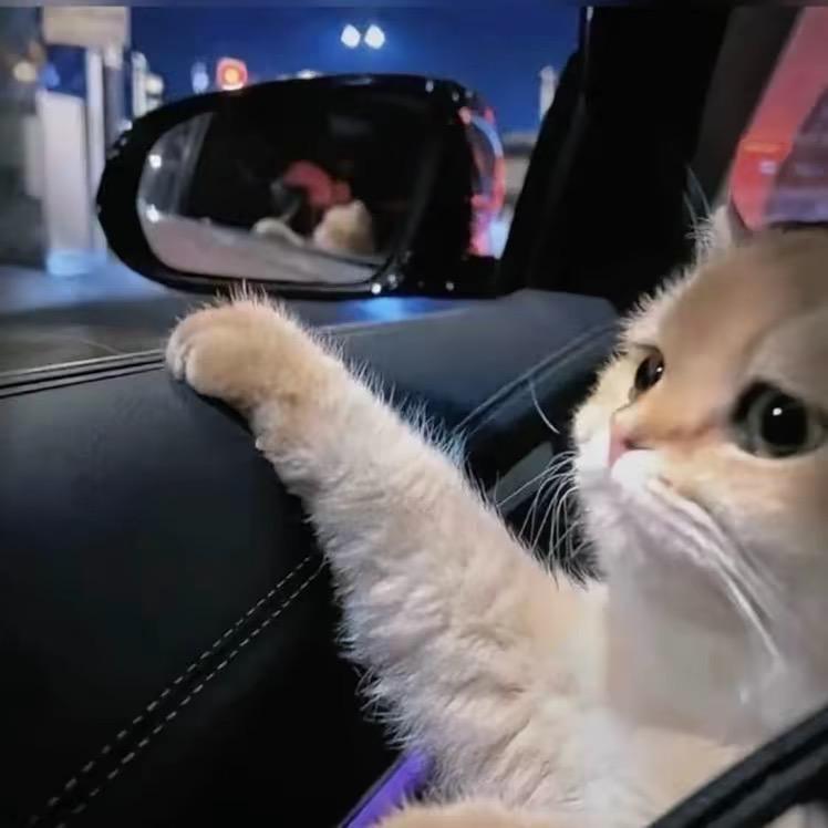 ( ･᷄д･᷅ )吴