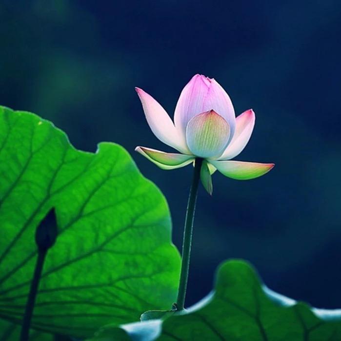 星空（外墙防石漆，艺术涂料）