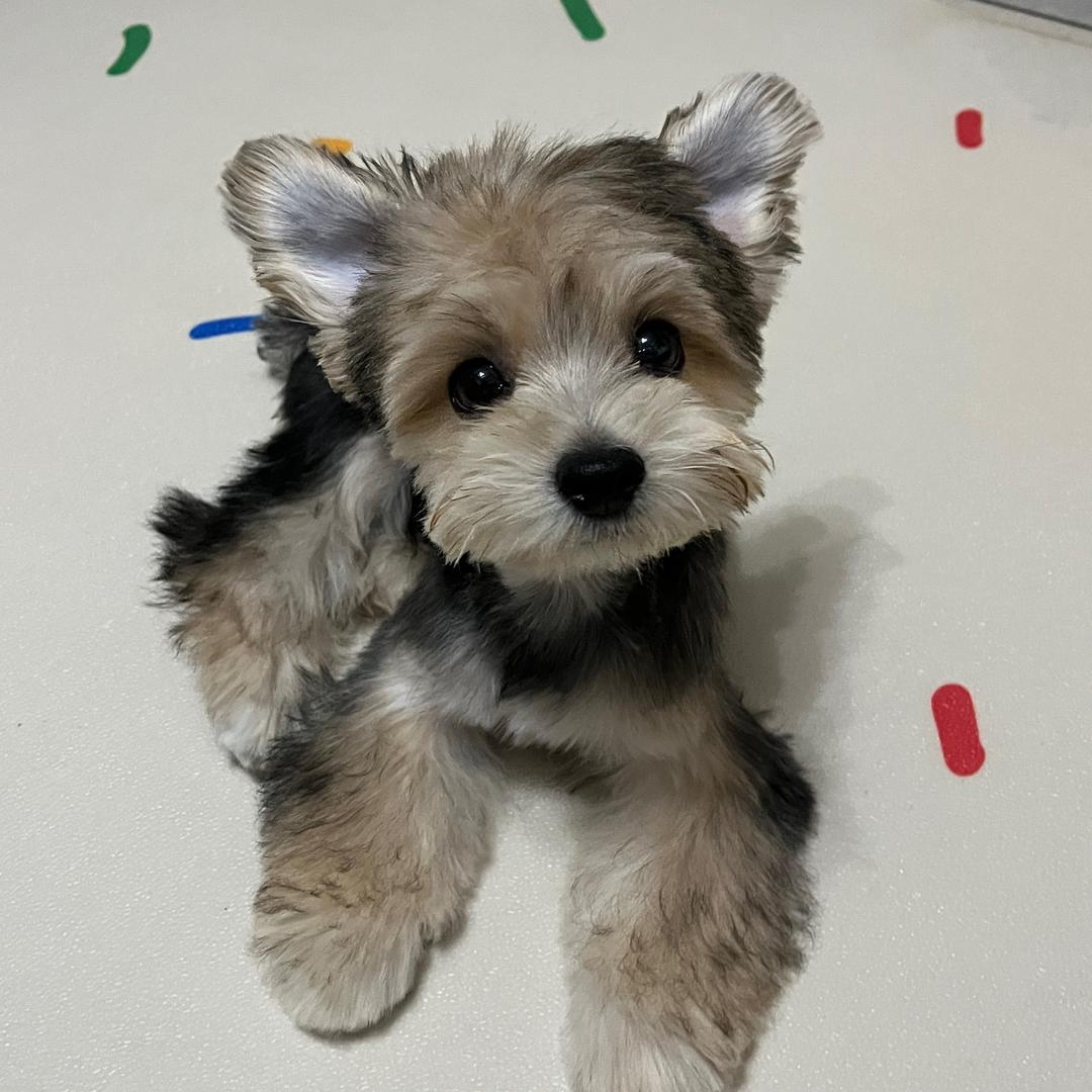 郑哆哆是小约