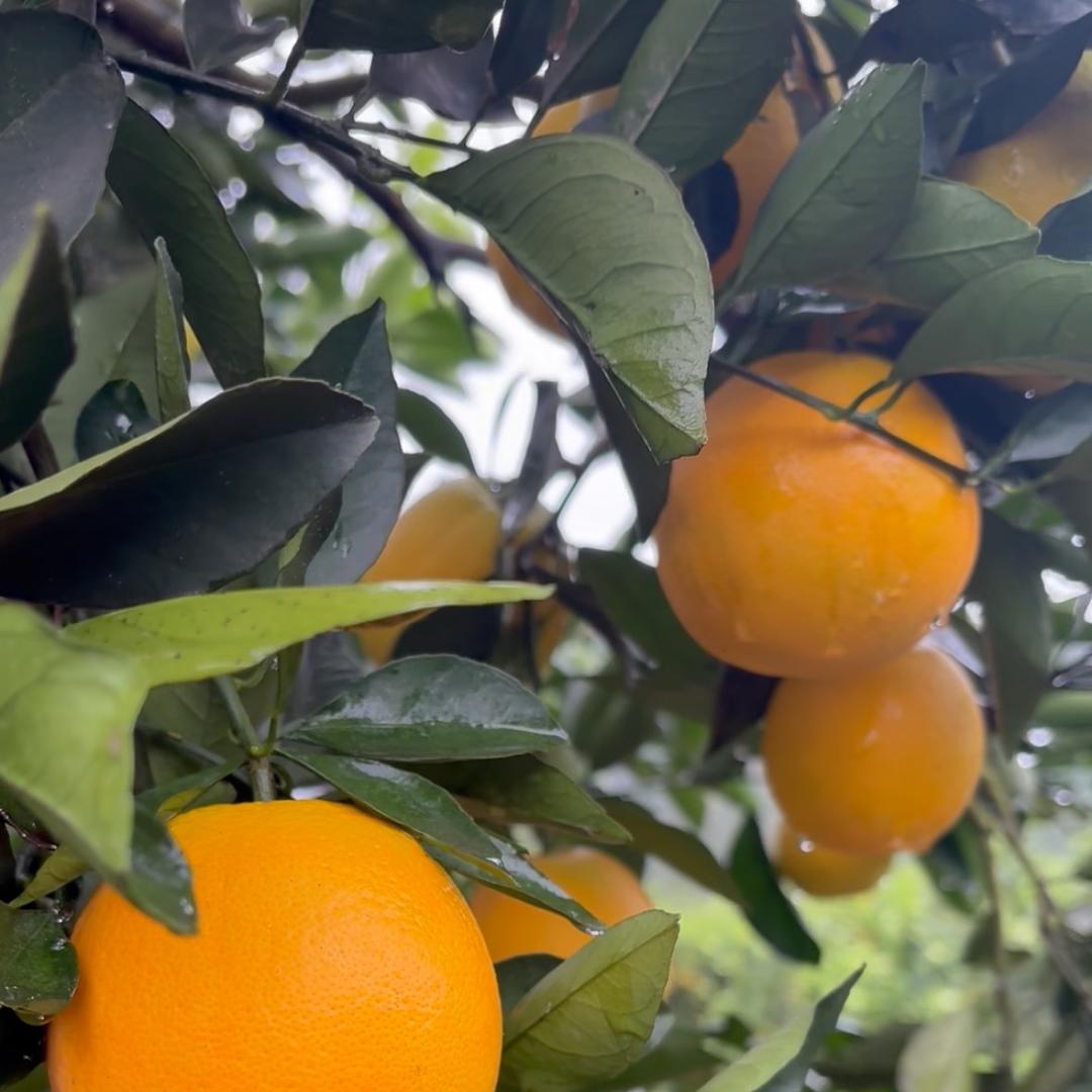 面团严选冰糖橙