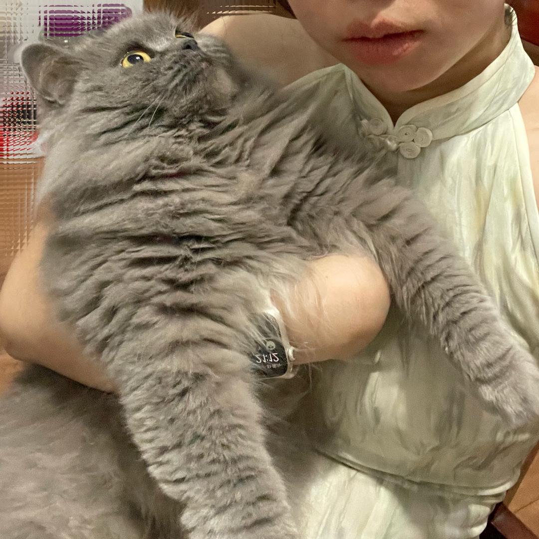 60老奶爱吃糯米（不粘假牙版）