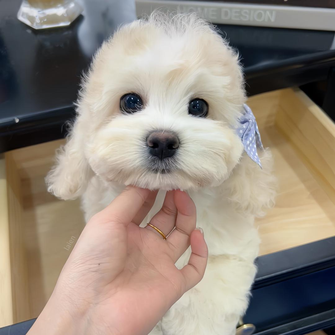 极宠美卡 可卡布犬舍9️⃣